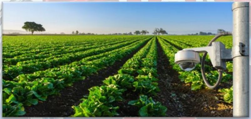 Poultry Farms & Open Land